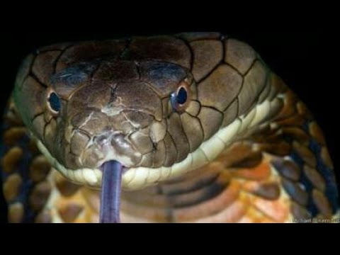 10 მომაკვდინებელი გველი --- 10 Смертельных Змей ( Mexico)